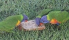 Backyard_Lorikeet