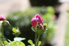 Rose Bud