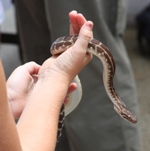 Grass Snake